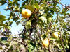  Lemon trees of the gardens