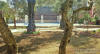 Olive oil trees and swimming pool of this guest House